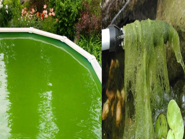 Hoe zich te ontdoen van algen in vijvers. Plan de locatie van uw vijver te profiteren van de schaduwrijke gebieden in uw tuin.