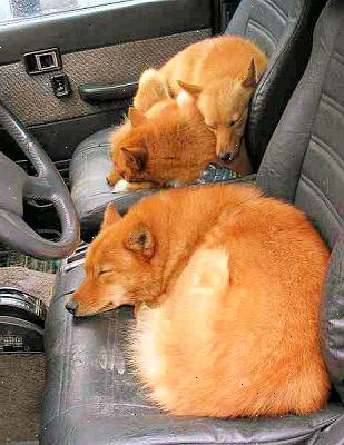 Hoe om comfortabel te slapen in een auto. Onderschat niet een slaapzak.
