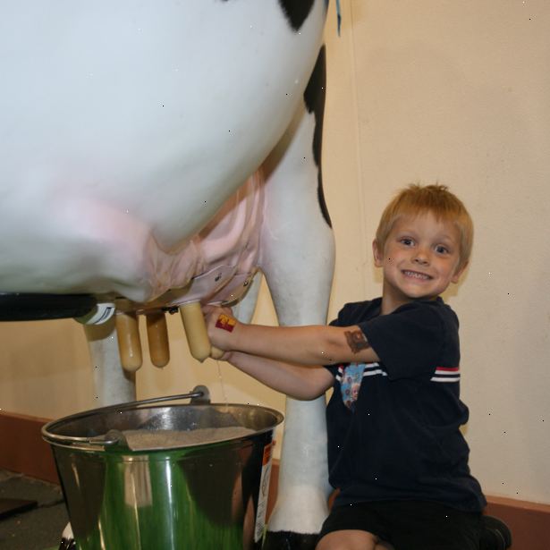 Hoe een koe melken. Zorg ervoor dat de koe wordt gebonden met een halster om een stevige post of vastgehouden in een staander.