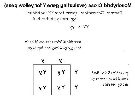 Hoe maak je een punnett vierkant te gebruiken om een ​​monohybrid kruis doen. Teken een groot plein, en dan verdeel het in vier kleinere pleinen door het tekenen van twee lijnen (een horizontale en een verticale) door het midden van het plein.